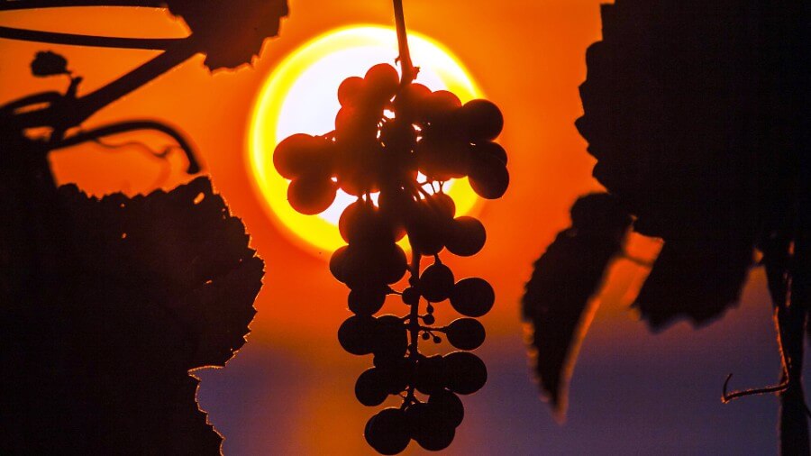 Taste Istria gourmet zone Umag APARTMENTS ISTRIA PUNTA UMAG Taste Istria gourmet zone Umag